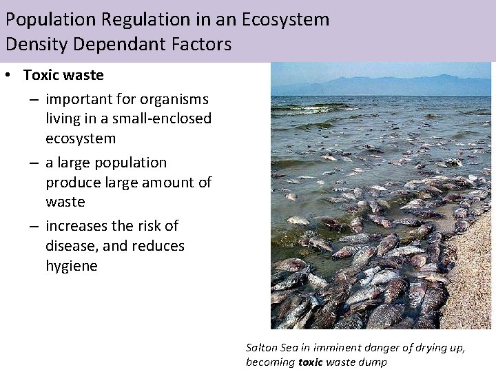 Population Regulation in an Ecosystem Density Dependant Factors • Toxic waste – important for