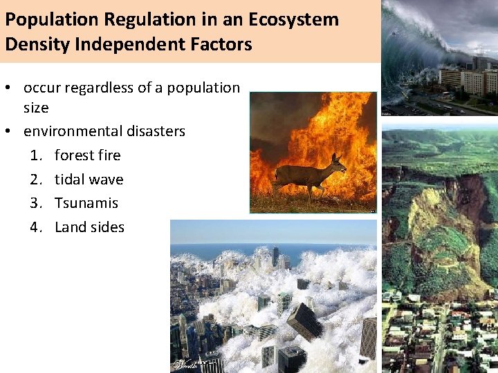 Population Regulation in an Ecosystem Density Independent Factors • occur regardless of a population