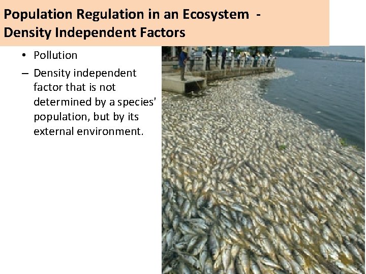 Population Regulation in an Ecosystem Density Independent Factors • Pollution – Density independent factor