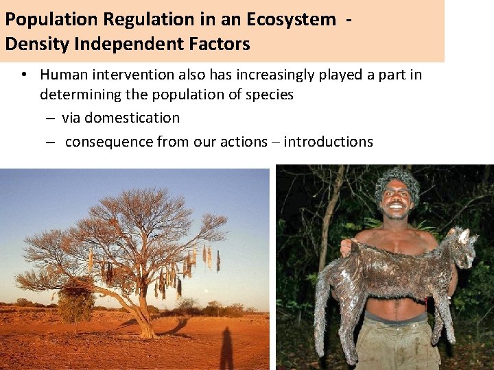 Population Regulation in an Ecosystem Density Independent Factors • Human intervention also has increasingly