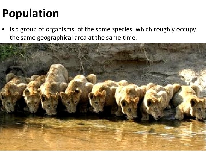 Population • is a group of organisms, of the same species, which roughly occupy