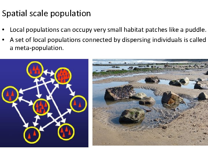 Spatial scale population • Local populations can occupy very small habitat patches like a