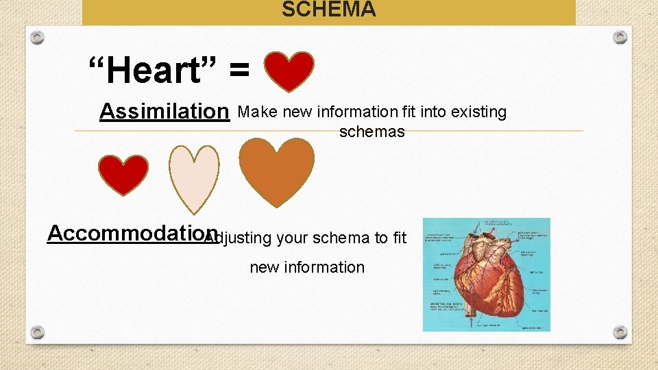 SCHEMA “Heart” = Assimilation Make new information fit into existing schemas Accommodation Adjusting your