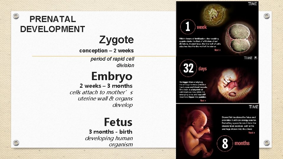 PRENATAL DEVELOPMENT Zygote conception – 2 weeks period of rapid cell division Embryo 2