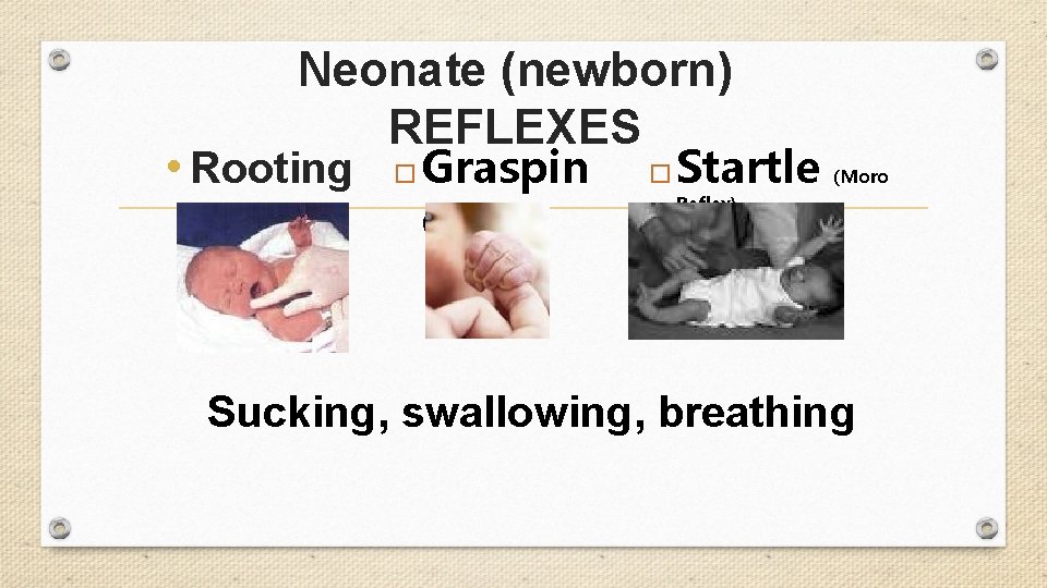 Neonate (newborn) REFLEXES • Rooting Graspin g Startle (Moro Reflex) Sucking, swallowing, breathing 