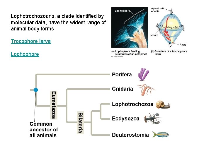 Lophotrochozoans, a clade identified by molecular data, have the widest range of animal body