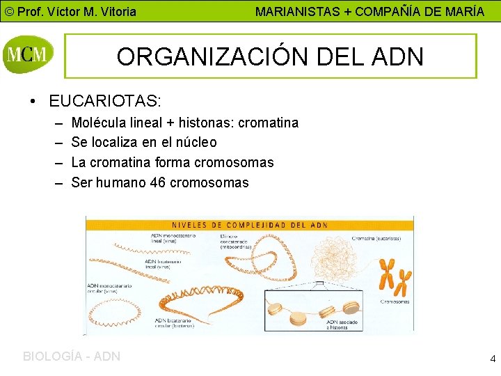 © Prof. Víctor M. Vitoria MARIANISTAS + COMPAÑÍA DE MARÍA ORGANIZACIÓN DEL ADN •