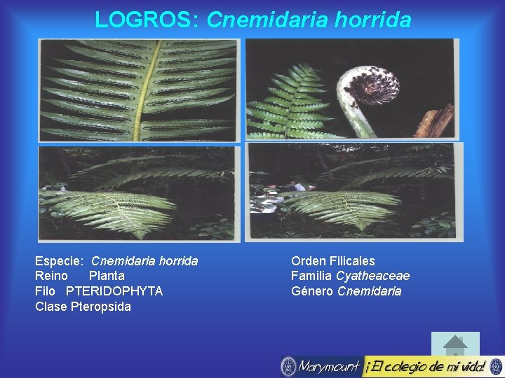 LOGROS: Cnemidaria horrida Especie: Cnemidaria horrida Reino Planta Filo PTERIDOPHYTA Clase Pteropsida Orden Filicales