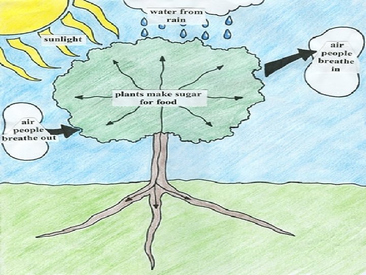 Producers Consumers Decomposers Food Chains Food Webs Producers