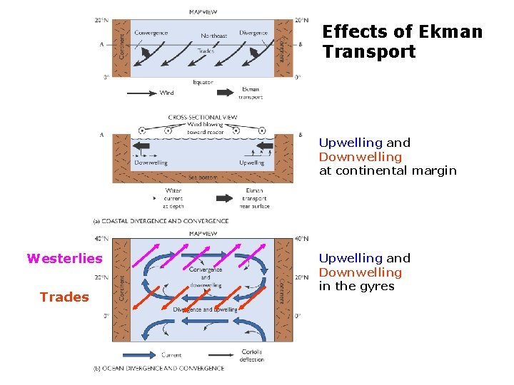 Effects of Ekman Transport Upwelling and Downwelling at continental margin Westerlies Trades Upwelling and