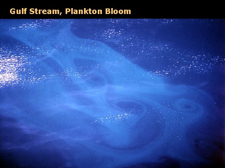 Gulf Stream, Plankton Bloom 