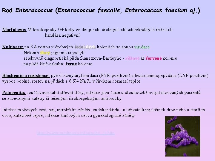 Rod Enterococcus (Enterococcus faecalis, Enterococcus faecium aj. ) Morfologie: Morfologie Mikroskopicky G+ koky ve