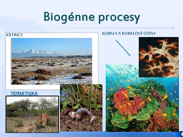 Biogénne procesy KRTINCE TERMITISKÁ KORALY A KORALOVÉ ÚTESY 