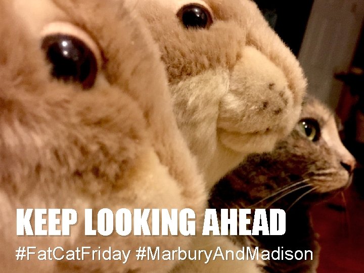KEEP LOOKING AHEAD #Fat. Cat. Friday #Marbury. And. Madison 