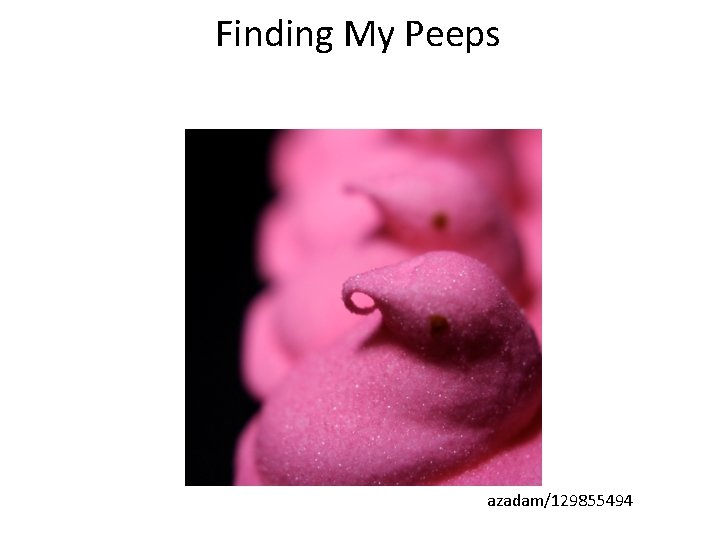 Finding My Peeps azadam/129855494 