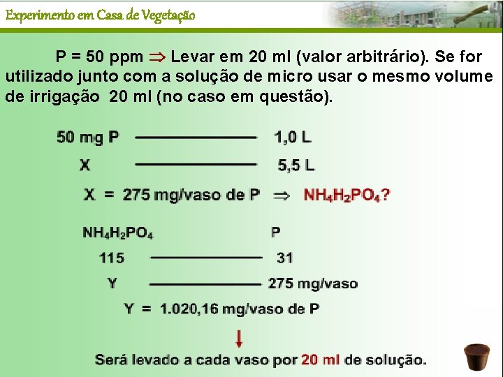 Experimento em Casa de Vegetação P = 50 ppm Levar em 20 ml (valor