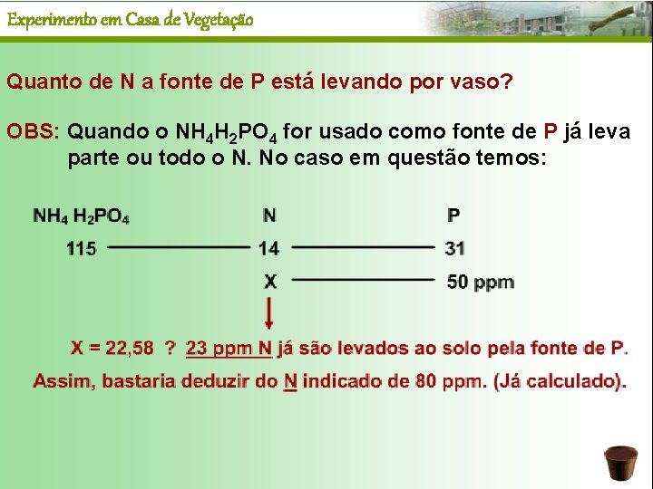 Experimento em Casa de Vegetação Quanto de N a fonte de P está levando