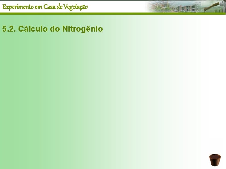 Experimento em Casa de Vegetação 5. 2. Cálculo do Nitrogênio 