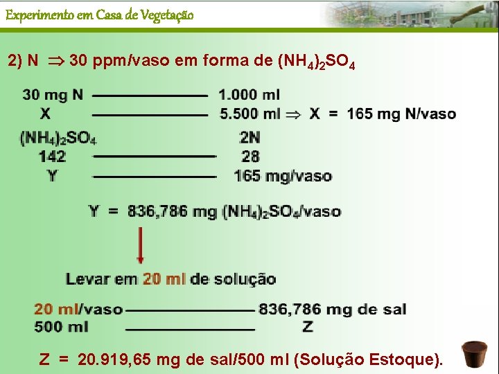 Experimento em Casa de Vegetação 2) N 30 ppm/vaso em forma de (NH 4)2
