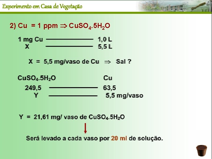 Experimento em Casa de Vegetação 2) Cu = 1 ppm Cu. SO 4. 5