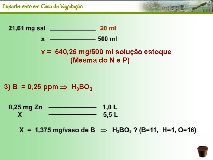 Experimento em Casa de Vegetação x = 540, 25 mg/500 ml solução estoque (Mesma
