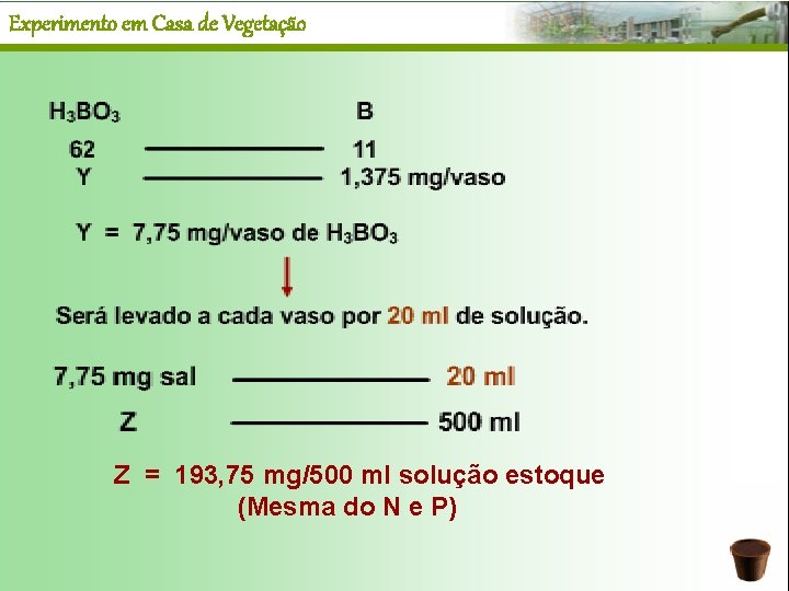 Experimento em Casa de Vegetação Z = 193, 75 mg/500 ml solução estoque (Mesma