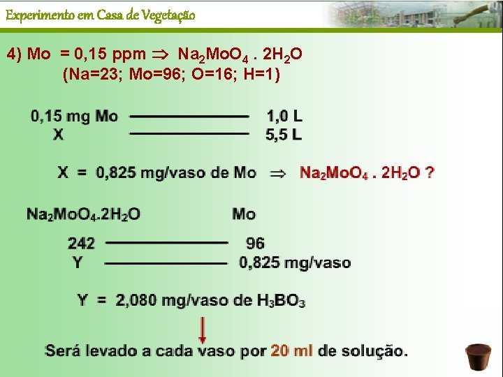 Experimento em Casa de Vegetação 4) Mo = 0, 15 ppm Na 2 Mo.