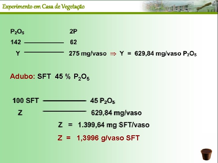 Experimento em Casa de Vegetação Adubo: SFT 45 % P 2 O 5 Z