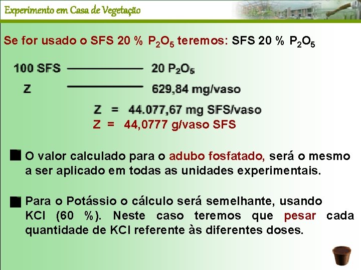 Experimento em Casa de Vegetação Se for usado o SFS 20 % P 2