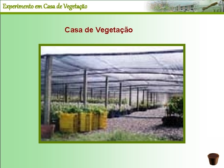 Experimento em Casa de Vegetação 