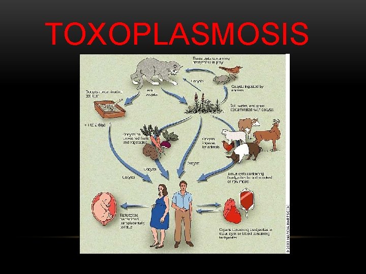 TOXOPLASMOSIS 