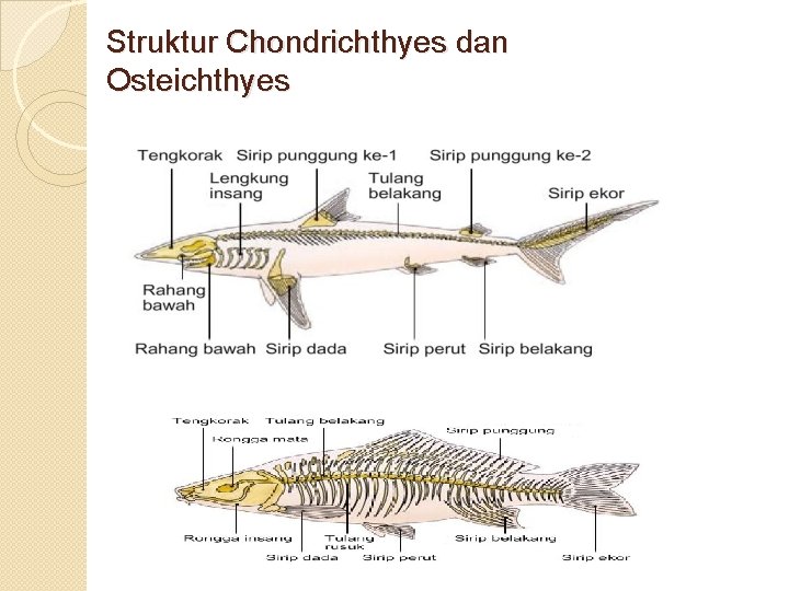 Struktur Chondrichthyes dan Osteichthyes 