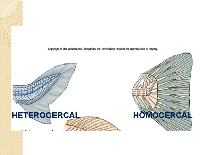 HETEROCERCAL HOMOCERCAL 