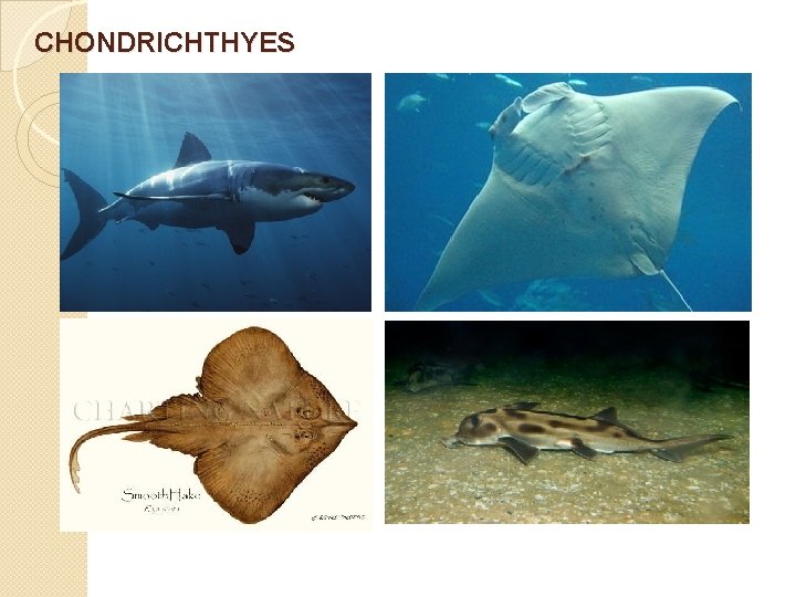 CHONDRICHTHYES 