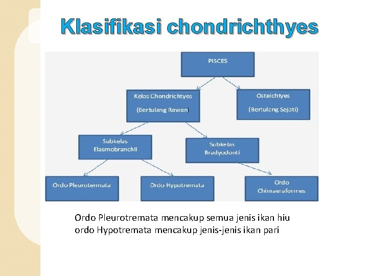 Klasifikasi chondrichthyes Ordo Pleurotremata mencakup semua jenis ikan hiu ordo Hypotremata mencakup jenis-jenis ikan