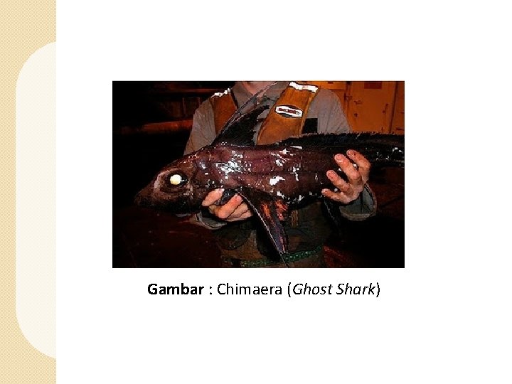 Gambar : Chimaera (Ghost Shark) 