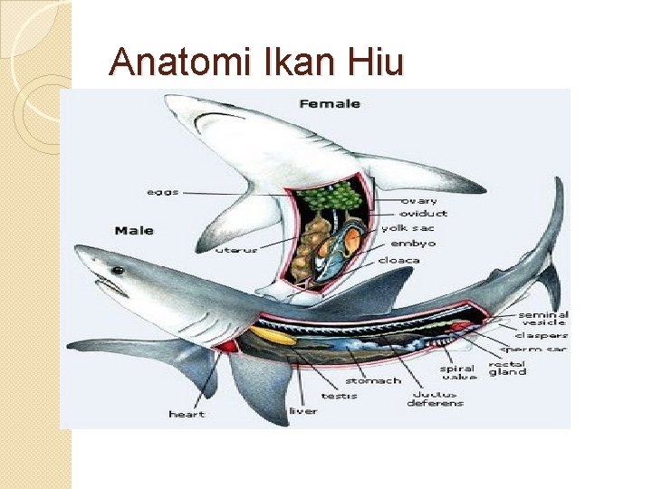 Anatomi Ikan Hiu 