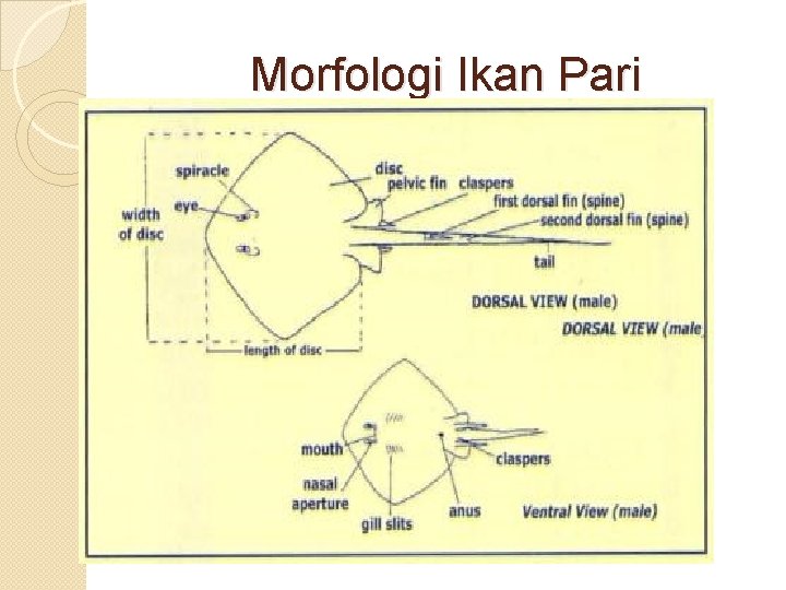 Morfologi Ikan Pari 
