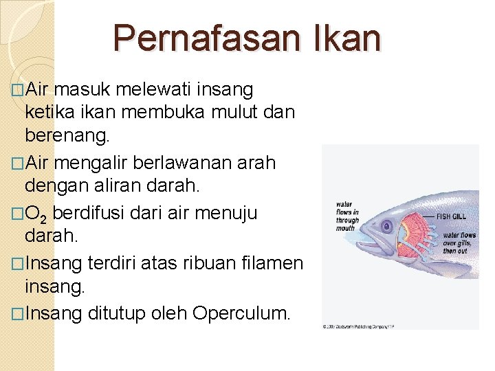 Pernafasan Ikan �Air masuk melewati insang ketika ikan membuka mulut dan berenang. �Air mengalir