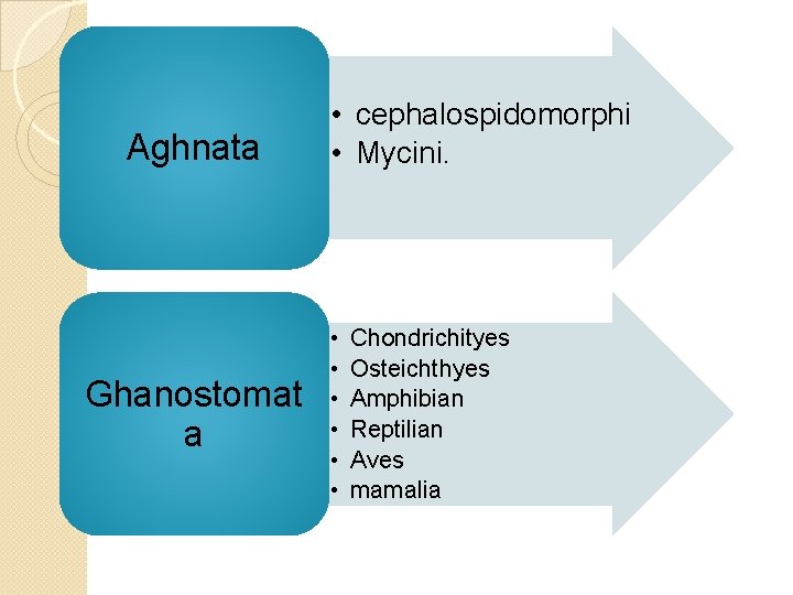Aghnata Ghanostomat a • cephalospidomorphi • Mycini. • • • Chondrichityes Osteichthyes Amphibian Reptilian
