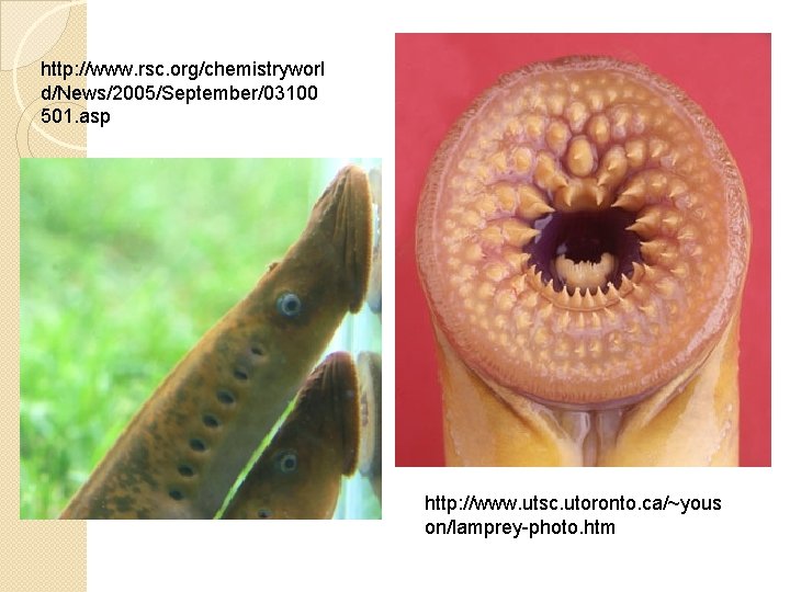 http: //www. rsc. org/chemistryworl d/News/2005/September/03100 501. asp http: //www. utsc. utoronto. ca/~yous on/lamprey-photo. htm