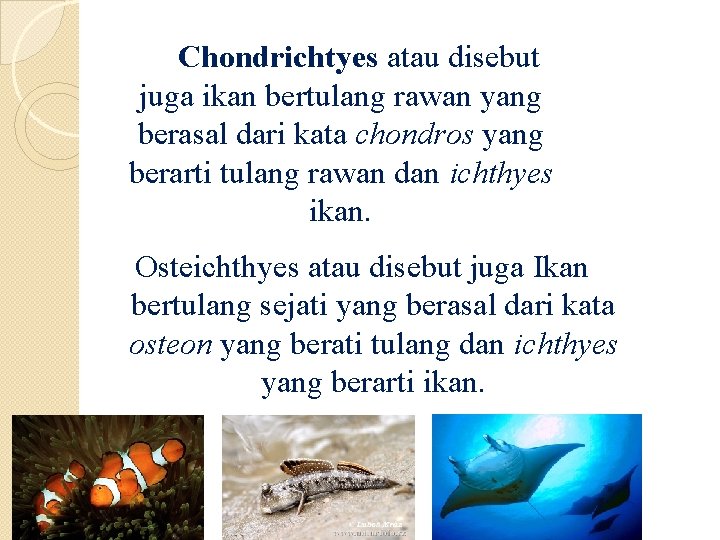 Chondrichtyes atau disebut juga ikan bertulang rawan yang berasal dari kata chondros yang berarti