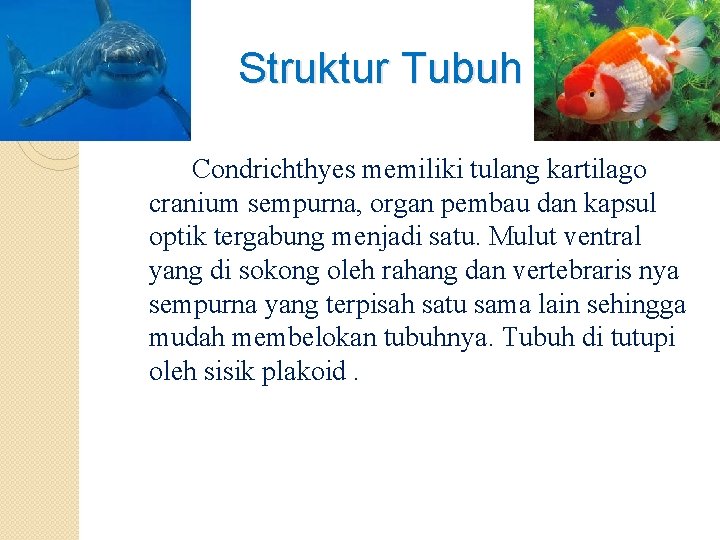 Struktur Tubuh Condrichthyes memiliki tulang kartilago cranium sempurna, organ pembau dan kapsul optik tergabung