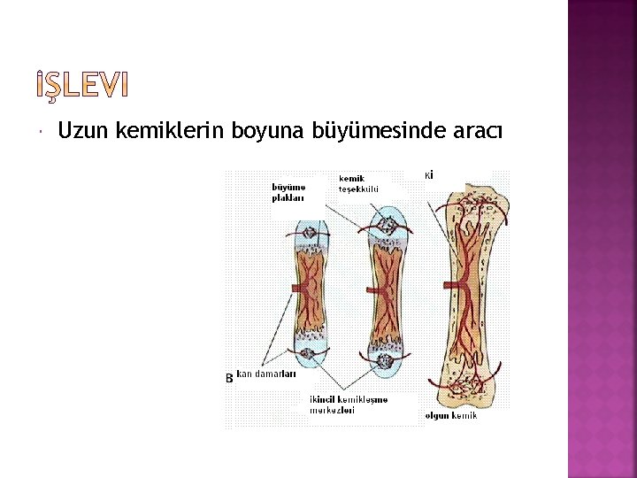  Uzun kemiklerin boyuna büyümesinde aracı 