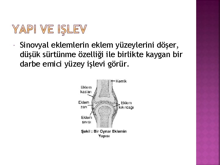  Sinovyal eklemlerin eklem yüzeylerini döşer, düşük sürtünme özelliği ile birlikte kaygan bir darbe