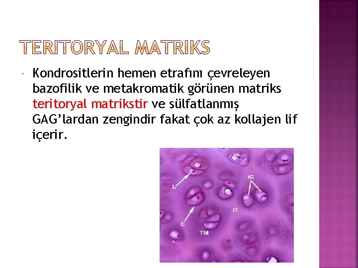  Kondrositlerin hemen etrafını çevreleyen bazofilik ve metakromatik görünen matriks teritoryal matrikstir ve sülfatlanmış