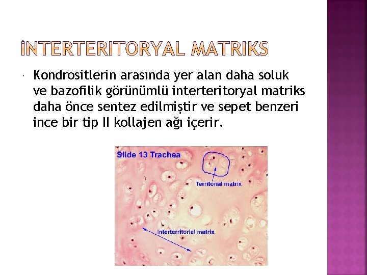  Kondrositlerin arasında yer alan daha soluk ve bazofilik görünümlü interteritoryal matriks daha önce