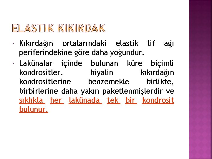  Kıkırdağın ortalarındaki elastik lif ağı periferindekine göre daha yoğundur. Lakünalar içinde bulunan küre