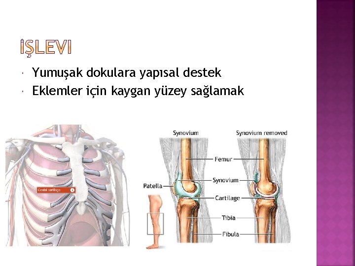  Yumuşak dokulara yapısal destek Eklemler için kaygan yüzey sağlamak 