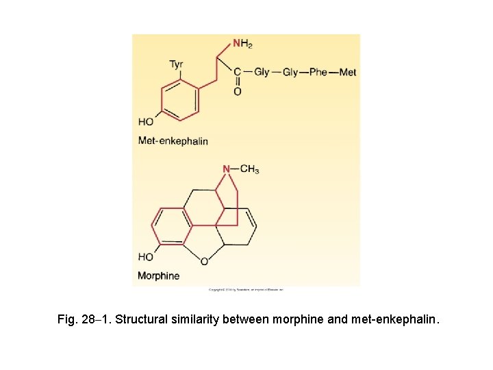 Fig. 28– 1. Structural similarity between morphine and met-enkephalin. 